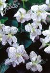 VIOLA sororia  'Freckles' Portion(s)