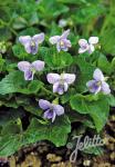 VIOLA sororia  'Dark Freckles'