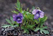 VIOLA palmata  