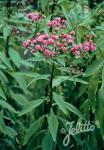 VERNONIA noveboracensis   Korn