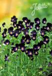 VIOLA cornuta  'Bowles Black' Korn