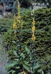 VERBASCUM nigrum  wild form Portion(s)