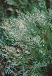 ACHNATHERUM calamagrostis   Portion(en)