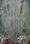 ANDROPOGON scoparius  'Aldous' Portion(en)