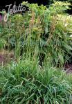 BRACHYPODIUM pinnatum  