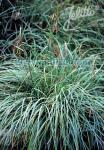 CAREX flacca  