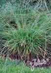 CAREX divulsa   Portion(s)