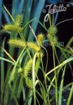 CAREX lurida   Portion(en)