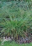 CAREX muricata   Portion(s)