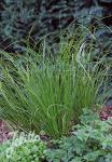 CAREX flagellifera  'Kiwi'