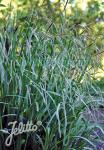 CAREX pendula   Portion(s)