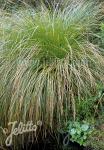 CAREX secta  