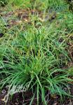 CAREX sylvatica   Portion(s)