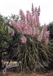 CORTADERIA selloana  'Rosea'