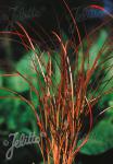 CAREX tenuiculmis   Portion(en)