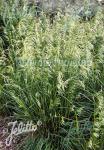 DESCHAMPSIA cespitosa  'Pixie Fountain' Portion(s)