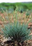 FESTUCA punctoria   Portion(en)