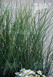 JUNCUS pallidus   Portion(en)