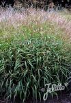 MISCANTHUS oligostachyus   Portion(en)