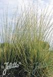 MUHLENBERGIA rigens  