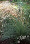 STIPA barbata  