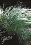 STIPA pennata   Portion(s)