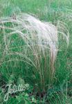 STIPA tirsa  