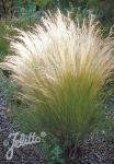 STIPA tenuissima   Portion(en)