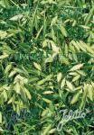 CHASMANTHIUM latifolium  'Little Tickler'