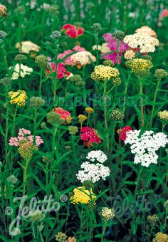 ACHILLEA millefolium  'Summer Pastels' Portion(s)