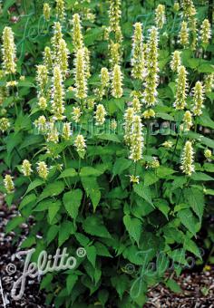 AGASTACHE rugosa f. albiflora   Portion(s)