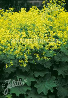 ALCHEMILLA mollis  'Auslese' Portion(en)