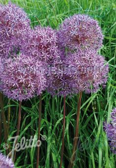 ALLIUM aflatunense   Portion(en)