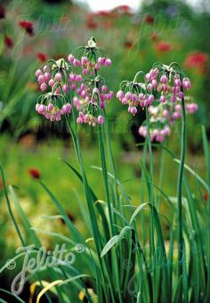 ALLIUM cernuum   Portion(s)