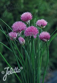 ALLIUM schoenoprasum Ornamental-One Series 'Pink One' Portion(s)