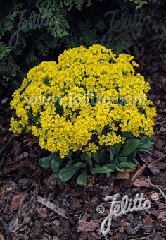 ALYSSUM saxatile  'Gold Kobold' Portion(s)