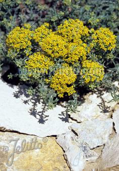 ALYSSUM serpyllifolium   Portion(en)
