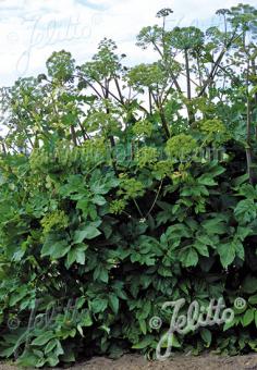 ANGELICA archangelica   Portion(s)