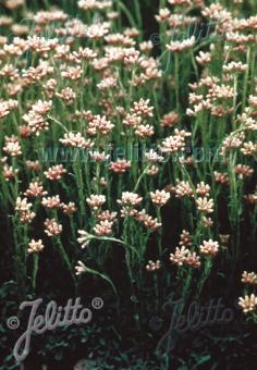 ANTENNARIA dioica   Portion(s)