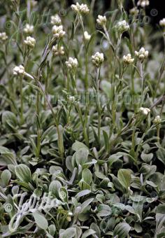 ANTENNARIA plantaginifolia   Portion(s)