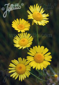 ANTHEMIS tinctoria  'Kelwayi' Portion(s)