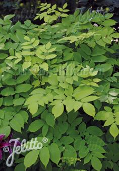 ARALIA cordata f. aurea   Portion(en)