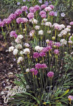 ARMERIA pseudarmeria   Portion(en)