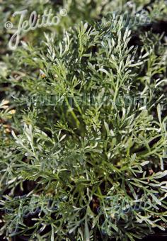 ARTEMISIA laxa   Portion(s)