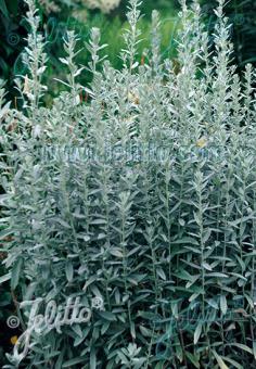 ARTEMISIA ludoviciana   Portion(en)