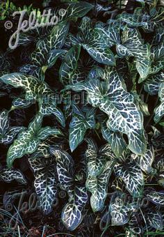 ARUM italicum ssp. italicum   Portion(en)