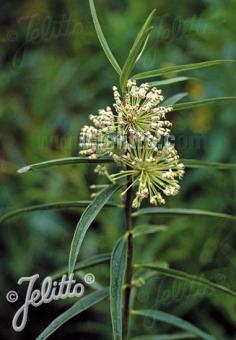 ASCLEPIAS hirtella   Portion(en)