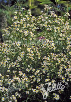 ASTER ericoides   Portion(s)