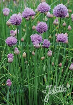 ALLIUM schoenoprasum  'Polyvert' Portion(s)