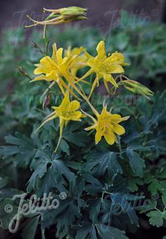 AQUILEGIA chrysantha  Denver Gold® Portion(en)